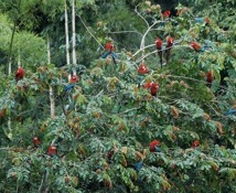 Red&GreenMacaws